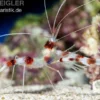 Gebänderte Scherengarnele, Stenopus hispidus