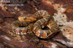 Gebänderte Wassernatter, Nerodia fasciata