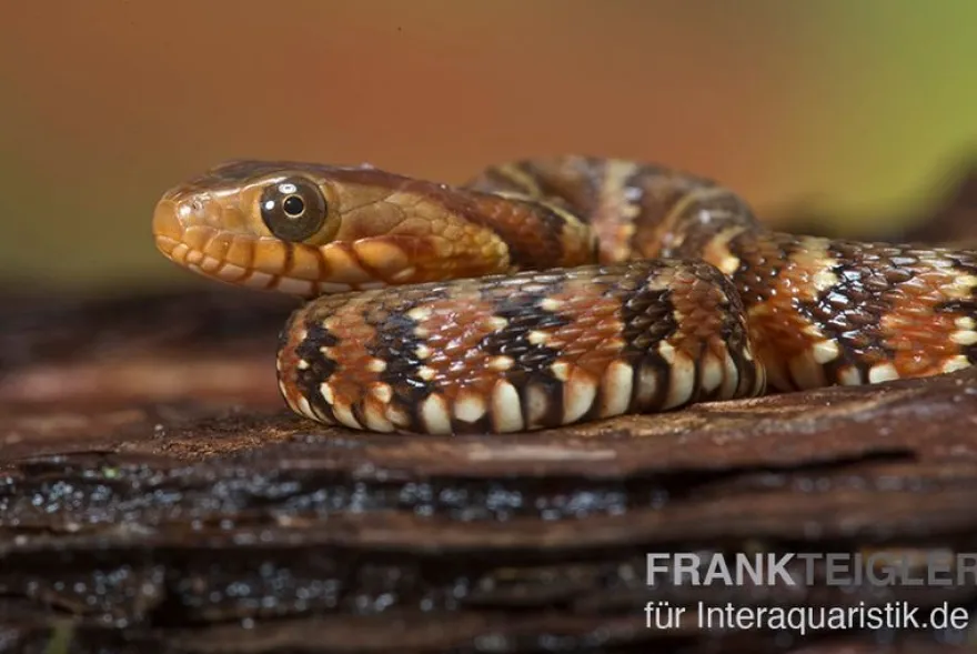 Gebänderte Wassernatter, Nerodia fasciata