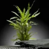 Gefiederter Wasserfreund, Hygrophila pinnatifida, im Topf