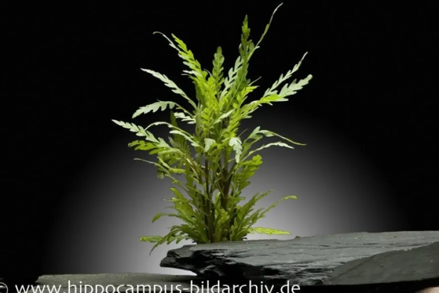 Gefiederter Wasserfreund, Hygrophila pinnatifida, im Topf