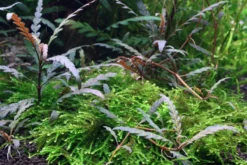 Gefiederter Wasserfreund, Hygrophila pinnatifida, im Topf