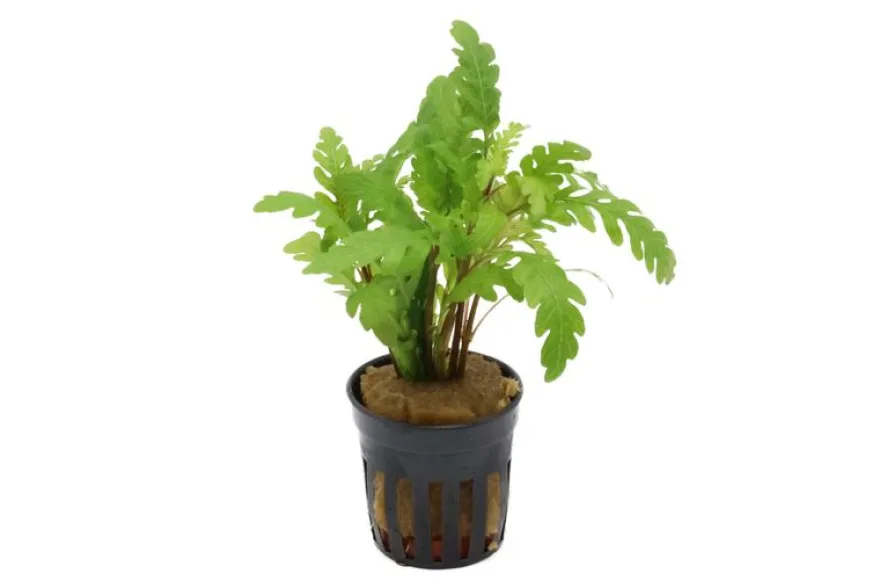 Gefiederter Wasserfreund, Hygrophila pinnatifida, im Topf