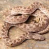 Gefleckte Nachtschlange, Hypsiglena torquata