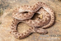 Gefleckte Nachtschlange, Hypsiglena torquata