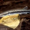 Gefleckter Hechtsalmler, Boulengerella maculata