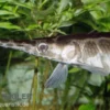 Gefleckter Knochenhecht, Kaimanfisch, Lepisosteus oculatus