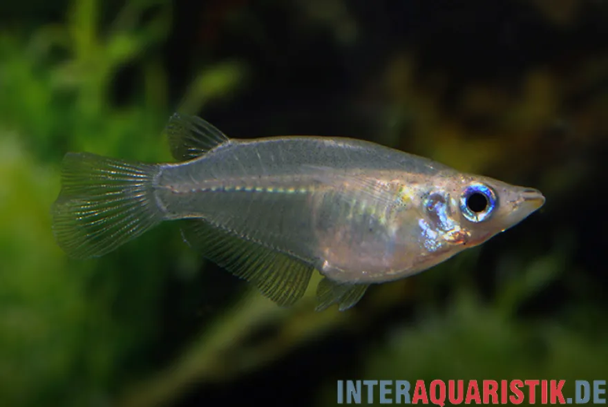 Gefleckter Reiskärpfling, Oryzias dancena (Minifisch)