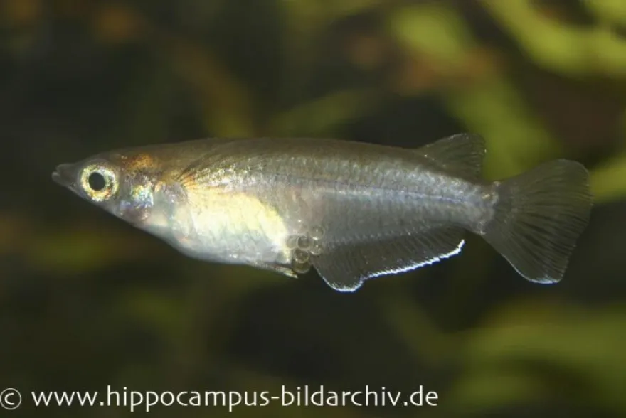 Gefleckter Reiskärpfling, Oryzias dancena (Minifisch)