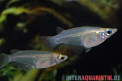 Gefleckter Reiskärpfling, Oryzias dancena (Minifisch)