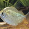 Gefleckter Scheibensalmler, Metynnis lippincottianus