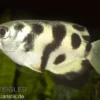 Gefleckter Schützenfisch, Toxotes chatareus, 6-8 cm