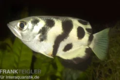 Gefleckter Schützenfisch, Toxotes chatareus, 6-8 cm