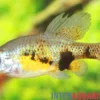 Gefleckter Skiffia, Skiffia multipunctata, DNZ, 2-4 cm