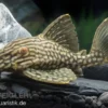 Gefleckter Streifenharnischwels, L330, Panaque spec. 18-20 cm