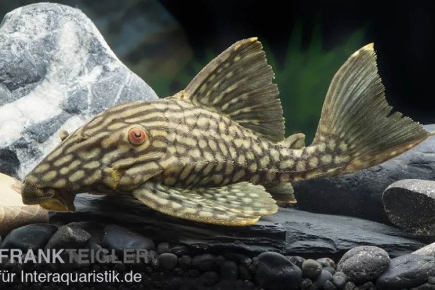 Gefleckter Streifenharnischwels, L330, Panaque spec. 18-20 cm