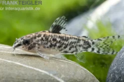 Gefleckter Zwergpanzerwels, Aspidoras pauciradiatus