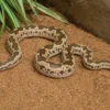 Gefleckte Sandboa, Gongylophis conicus