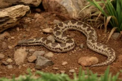 Gefleckte Sandboa, Gongylophis conicus