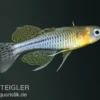 Geflecktes Blauauge, Pseudomugil gertrudae