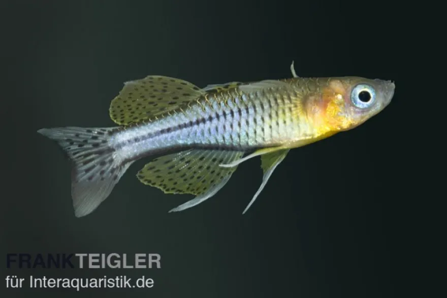 Geflecktes Blauauge, Pseudomugil gertrudae