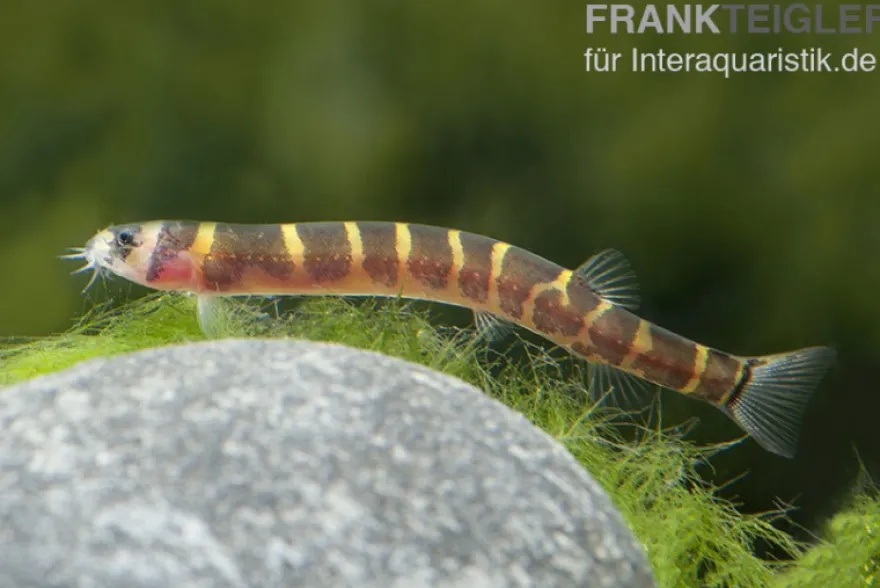 Geflecktes Dornauge, Pangio kuhli
