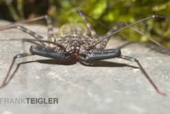Geißelspinne, Damon diadema