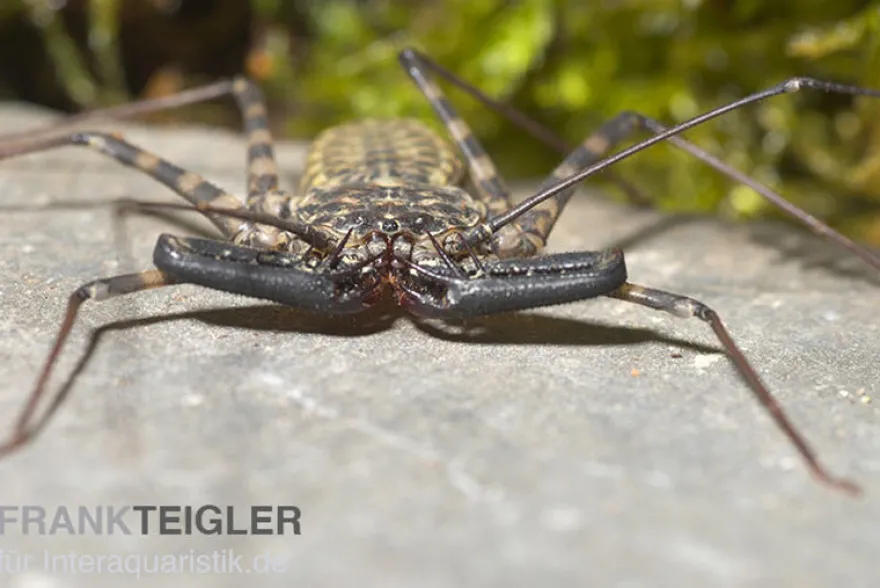 Geißelspinne, Damon diadema