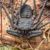 Geißelspinne, Phrynichus sp. Indonesien