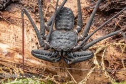 Geißelspinne, Phrynichus sp. Indonesien