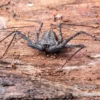 Geißelspinne, Phrynus mexicanus