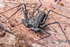Geißelspinne, Phrynus mexicanus