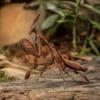 Geistermantis, Phyllocrania paradoxa