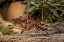 Geistermantis, Phyllocrania paradoxa