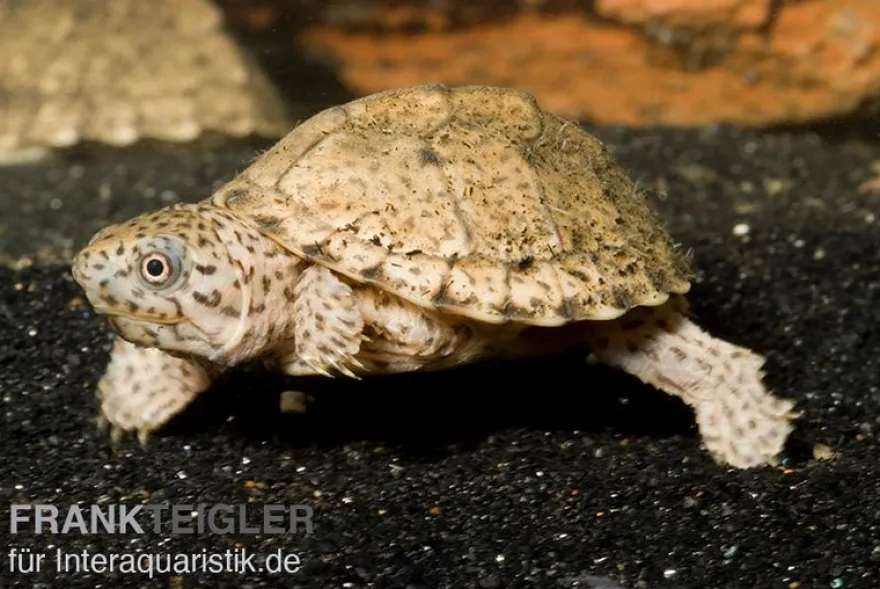 Gekielte Moschusschildkröte, Kinosternon carinatum