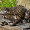 Gekrönter Ochsenfrosch, Hoplobatrachus occipitalis