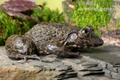 Gekrönter Ochsenfrosch, Hoplobatrachus occipitalis