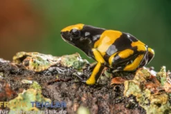 Gelbband-Pfeilgiftfrosch, Dendrobates leucomelas Delta Amacuro