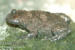 Gelbbauchunke, Bombina variegata