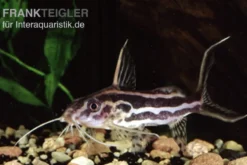 Gelbbinden-Fiederbartwels, Synodontis flavitaeniatus