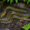 Gelbe Anakonda, Eunectes notaeus