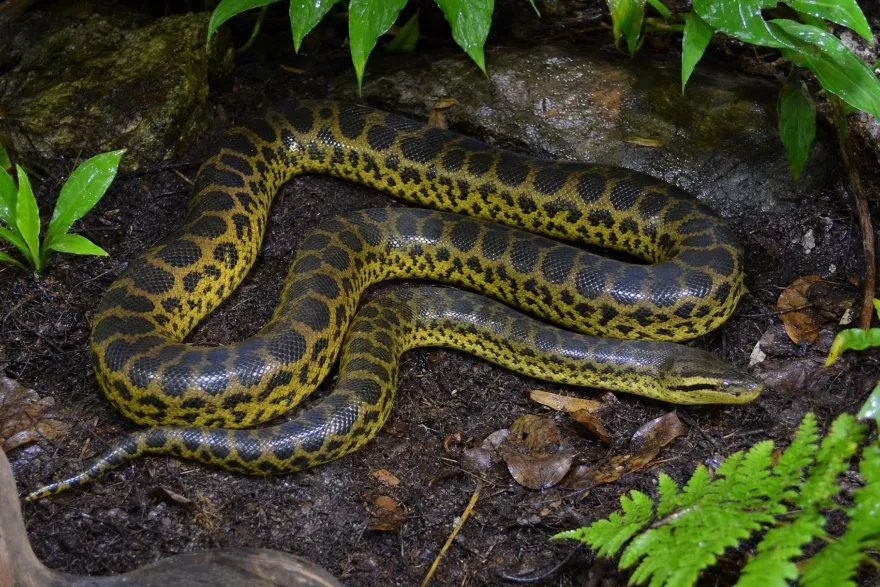Gelbe Anakonda, Eunectes notaeus