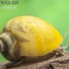 Gelbe Asia-Apfelschnecke, Pila polita