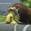 Gelbe Perlhuhnschnecke, Tylomelania sarasinorum