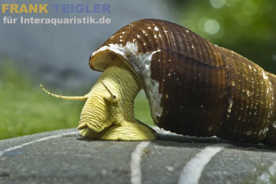 Gelbe Perlhuhnschnecke, Tylomelania sarasinorum
