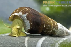 Gelbe Perlhuhnschnecke, Tylomelania sarasinorum