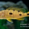 Gelber Anagenys-Cichlide, Exochochromis anagenys yellow