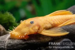 Gelber Antennenwels, Ancistrus sp. blue eye, L144, 3-4 cm