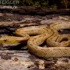 Gelbe Rattenschlange, Elaphe obsoleta quadrivittata