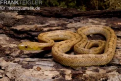 Gelbe Rattenschlange, Elaphe obsoleta quadrivittata